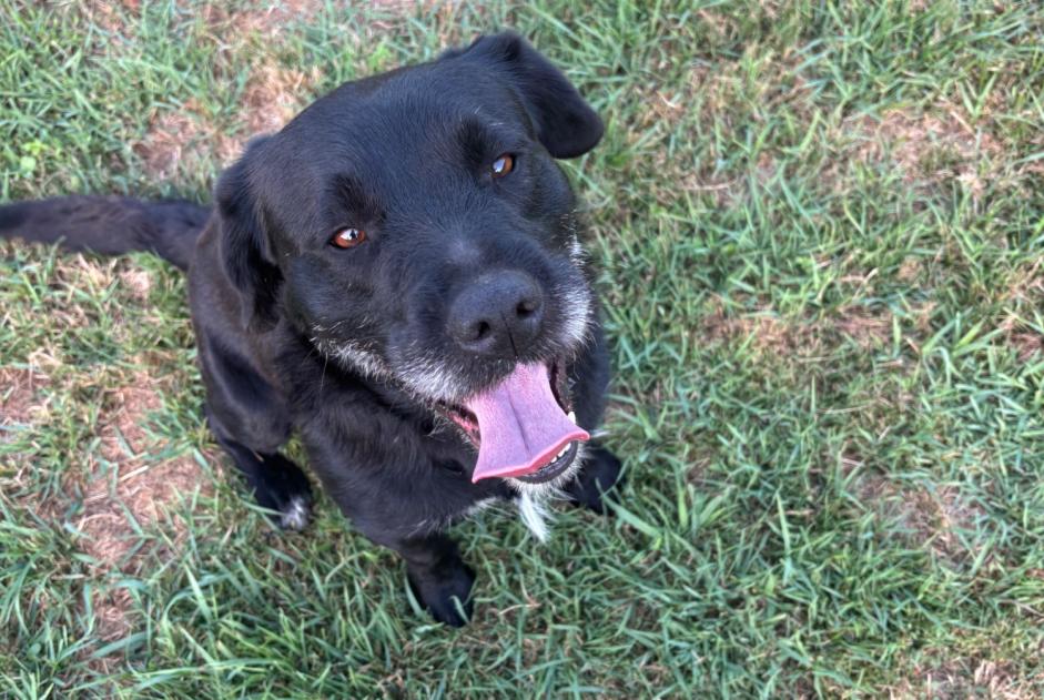 Fundmeldung Hund rassenmischung Männliche Pugnac Frankreich Fundmeldung Hund rassenmischung Männliche Pugnac Frankreich