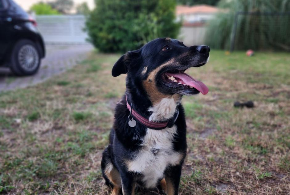 Disappearance alert Dog miscegenation  Female , 8 years Blanquefort France