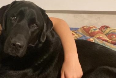 Alerte Disparition Chien  Mâle , 7 ans Marcheprime France