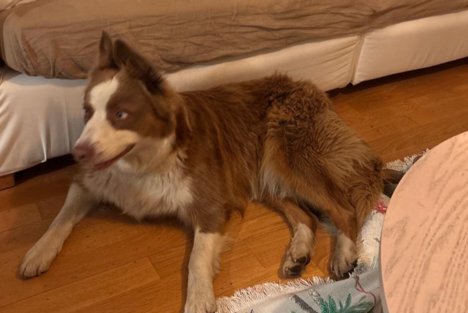 Alerte Découverte Chien  Inconnu Bordeaux France