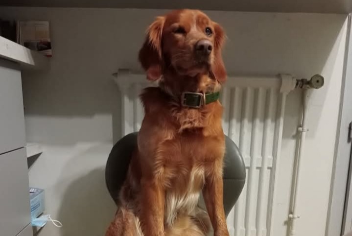 Avviso scomparsa Cane  Maschio , 4 anni Castres-Gironde Francia
