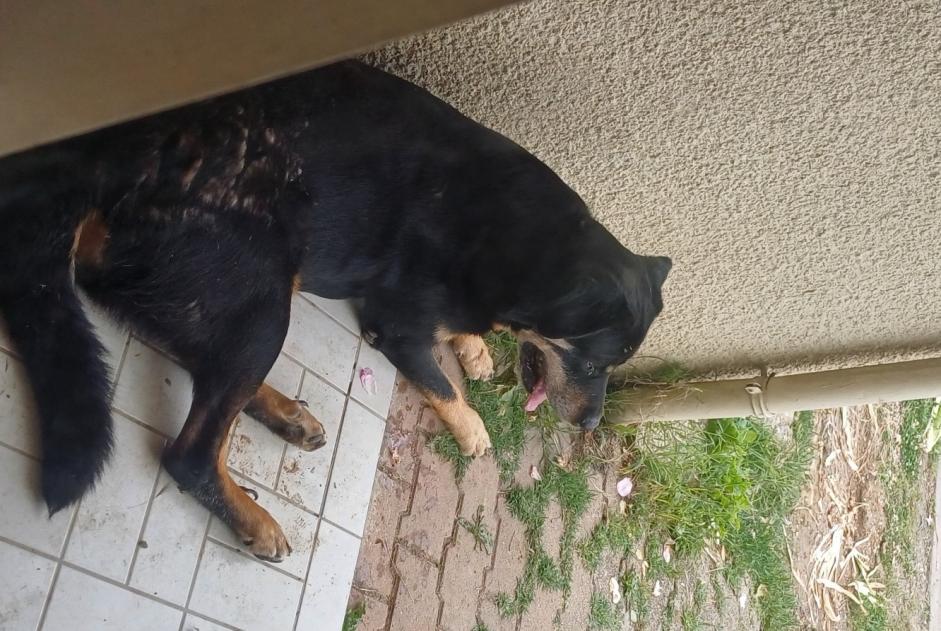 Avviso Ritrovamento Cane incrocio di razze  Maschio , 5 anni Sainte-Croix-du-Mont Francia