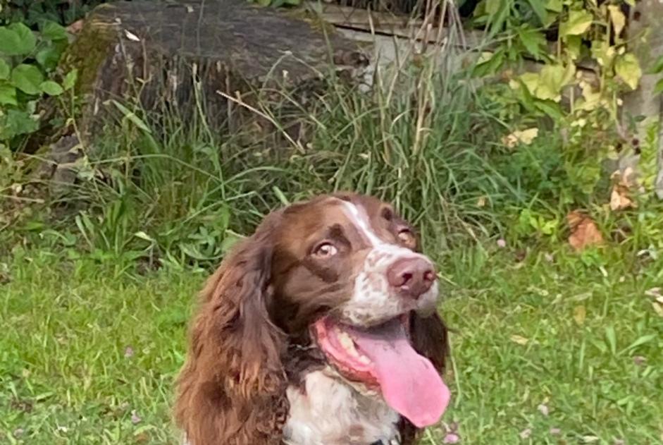 Verdwijningsalarm Hond Mannetje , 5 jaar Ambès Frankrijk Verdwijningsalarm Hond Mannetje , 5 jaar Ambès Frankrijk