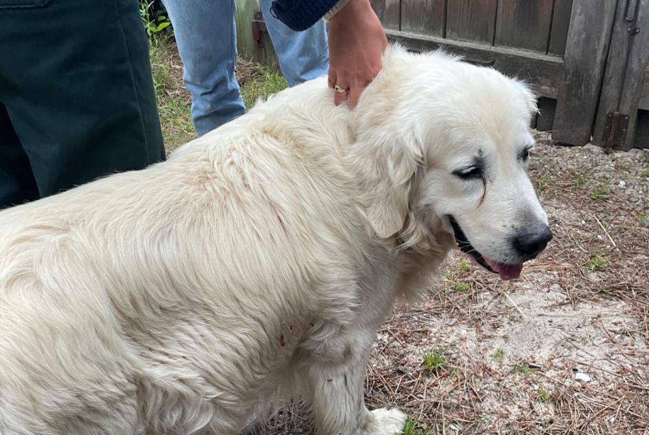 Alerta descoberta Cão  Desconhecido Lège-Cap-Ferret France