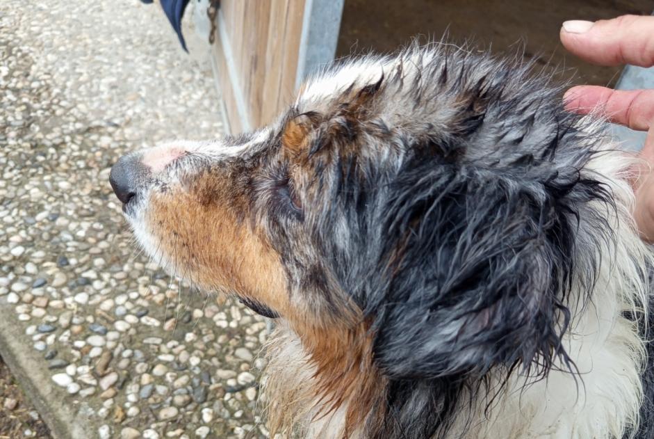 Alerta descoberta Cão  Fêmea Le Pian-Médoc France