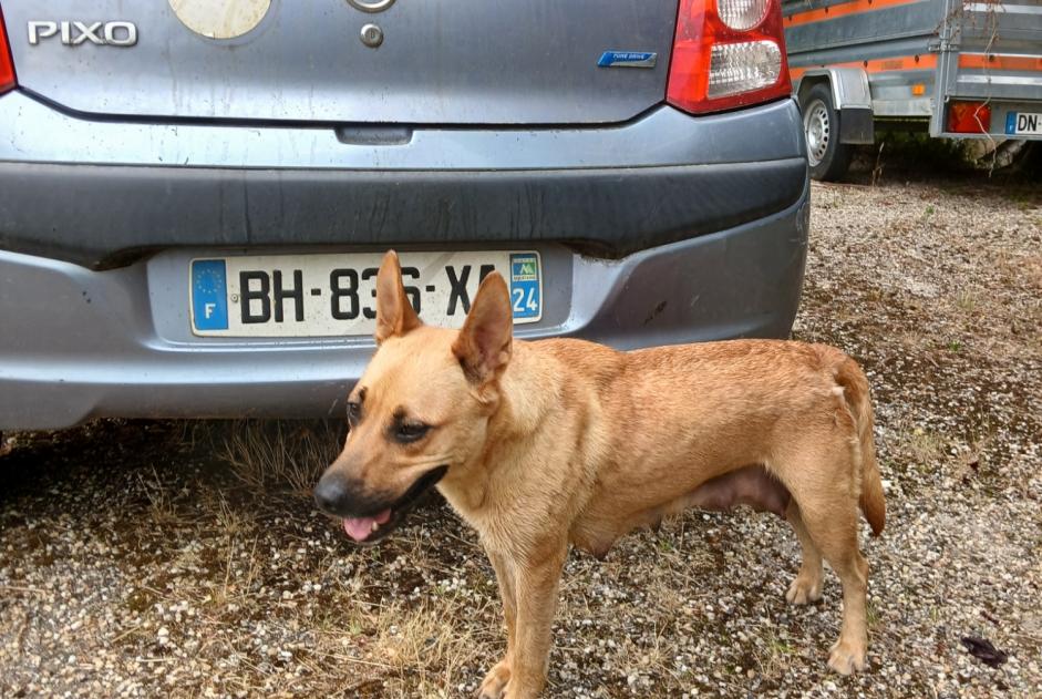 Alerta descoberta Cão cruzamento Fêmea Béguey France Alerta descoberta Cão cruzamento Fêmea Béguey France