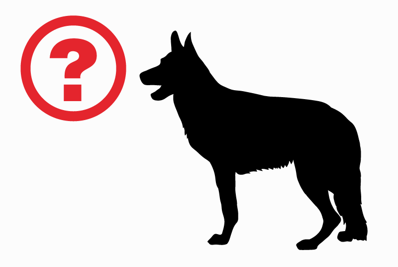 Alerte Découverte Chien  Inconnu Bordeaux France